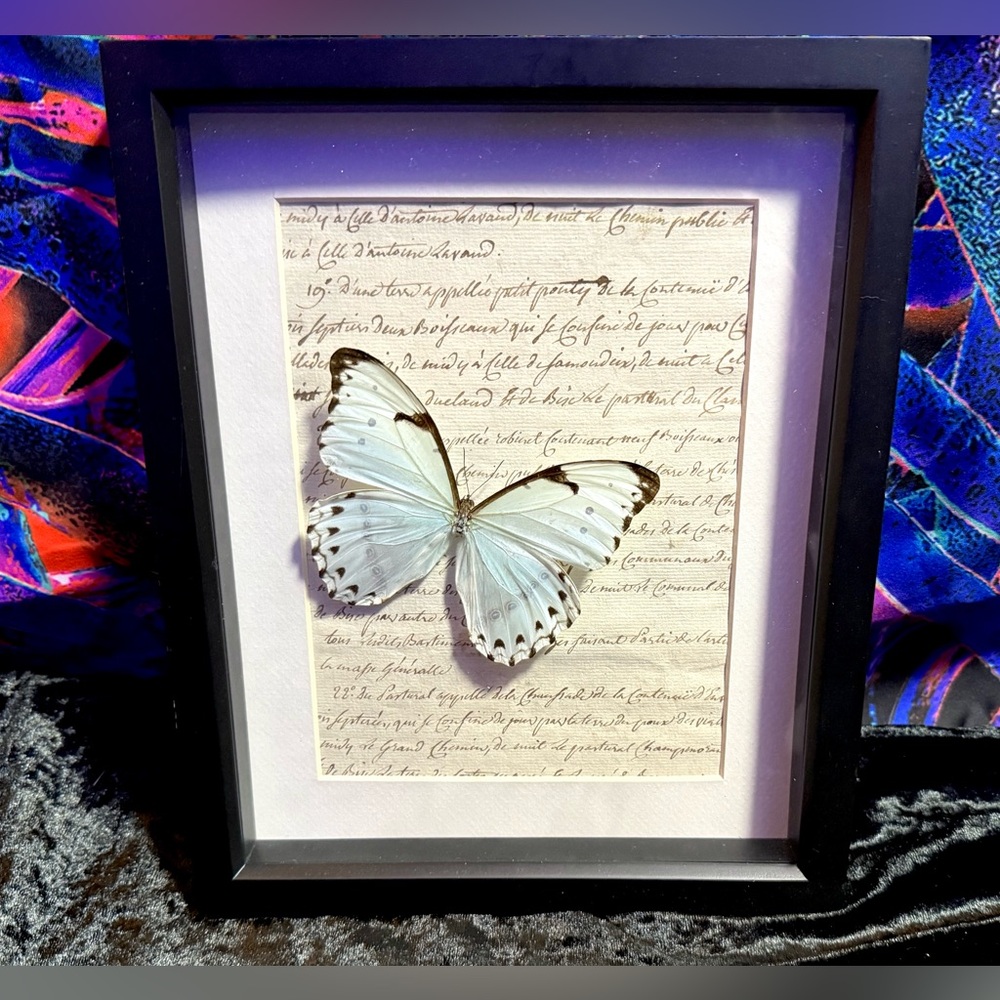 Rare Mint Morpho Butterfly Mounted Taxidermy Framed Wall Art 🦋 - Picture 3 of 13
